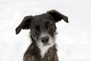 5 best questions about life dog picture